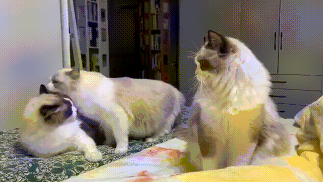 我应该在床底,不应该在这里!